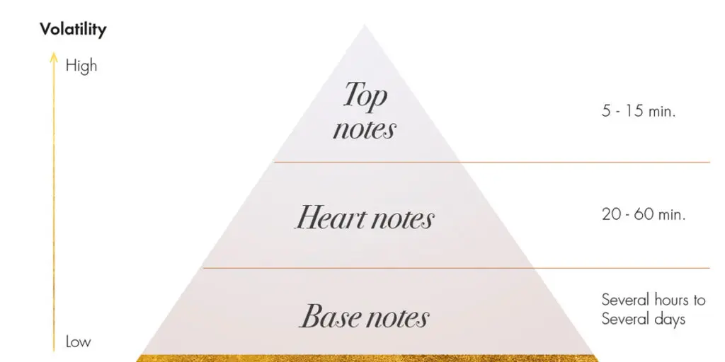grafico della piramide olfattiva 